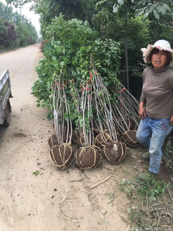 丛生紫荆树图片基地实拍