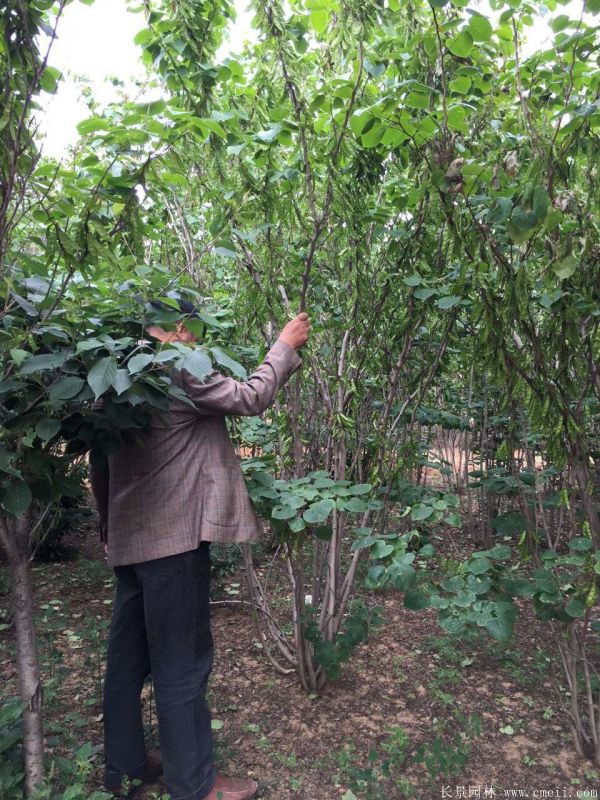 丛生紫荆树图片基地实拍