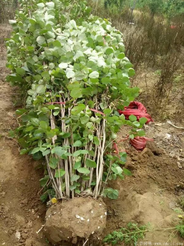 丛生紫荆树图片基地实拍