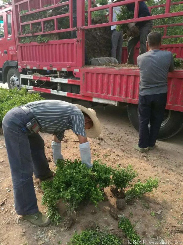 小叶黄杨图片基地实拍