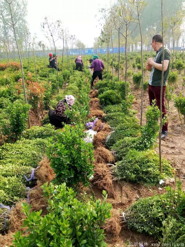 小叶黄杨图片基地实拍