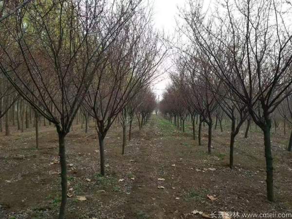 红梅树红梅花图片基地实拍