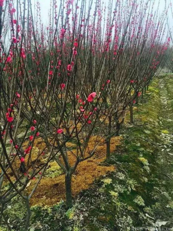 红梅树红梅花图片基地实拍