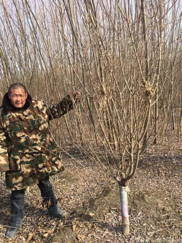 红梅树红梅花图片基地实拍