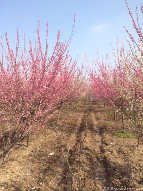 红梅树红梅花图片基地实拍