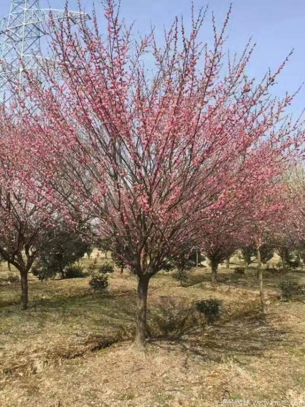 红梅树红梅花图片基地实拍