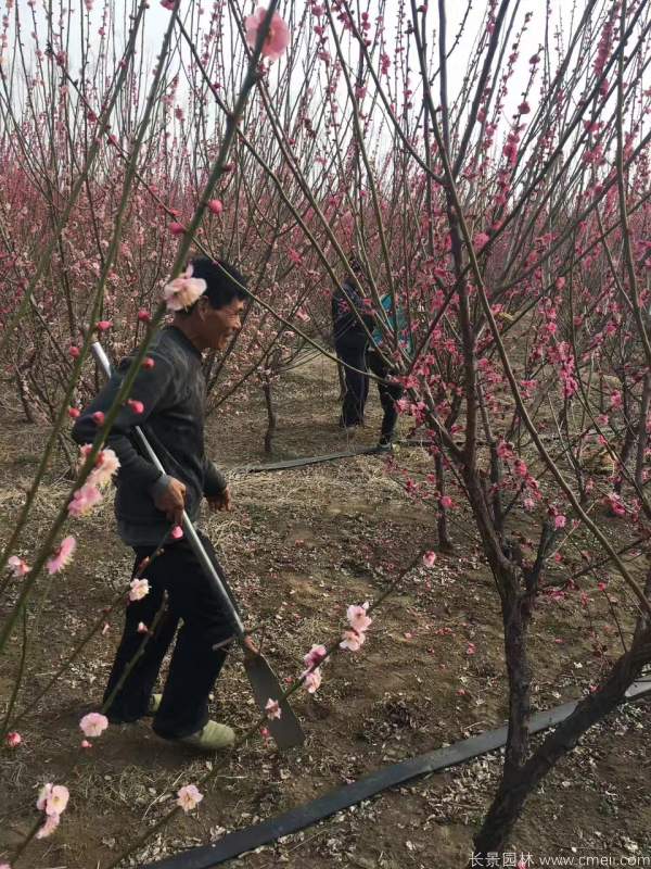 红梅树红梅花图片基地实拍