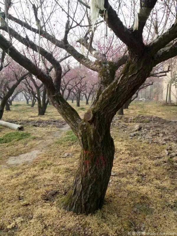 红梅树红梅花图片基地实拍