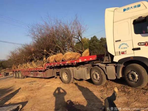 红梅树红梅花图片基地实拍 红梅树红梅花图片基地实拍