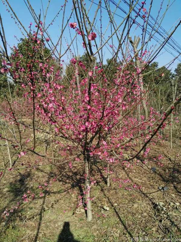 红梅树红梅花图片基地实拍