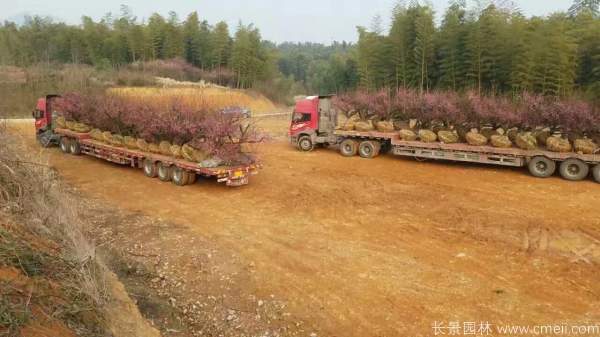 红梅树红梅花图片基地实拍