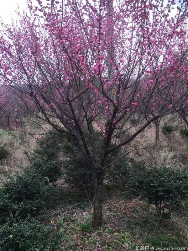 红梅树红梅花图片基地实拍