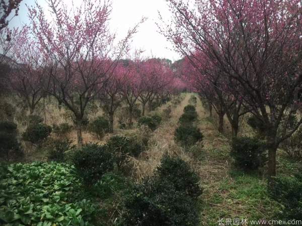 红梅树红梅花图片基地实拍