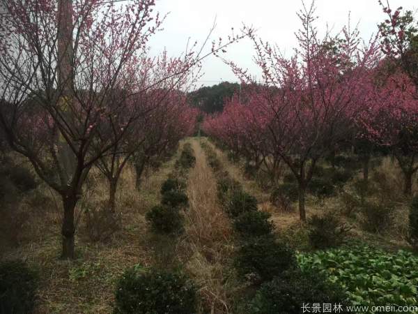 红梅树红梅花图片基地实拍