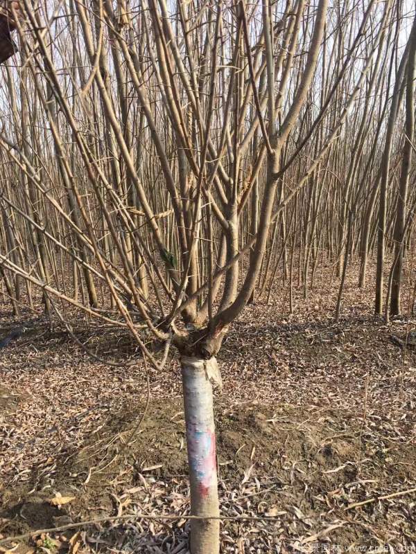 红梅树红梅花图片基地实拍