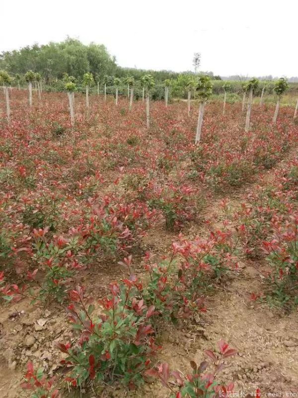 红叶石楠图片基地实拍