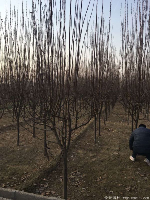 西府海棠图片基地实拍