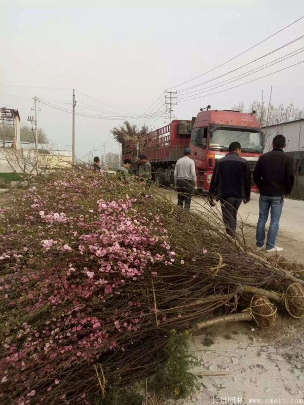 榆叶梅图片基地实拍