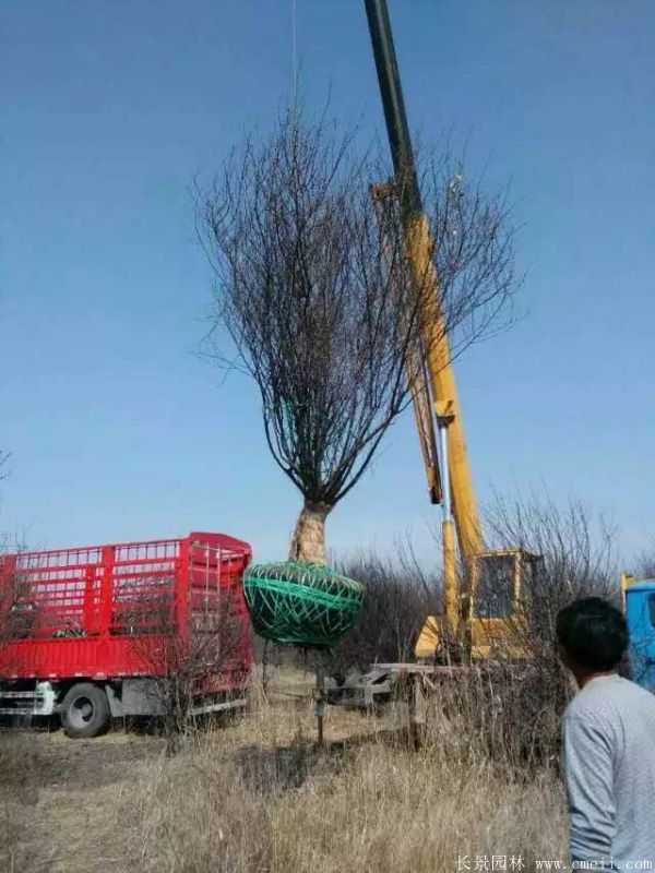 榆叶梅图片基地实拍