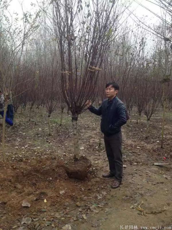 榆叶梅图片基地实拍