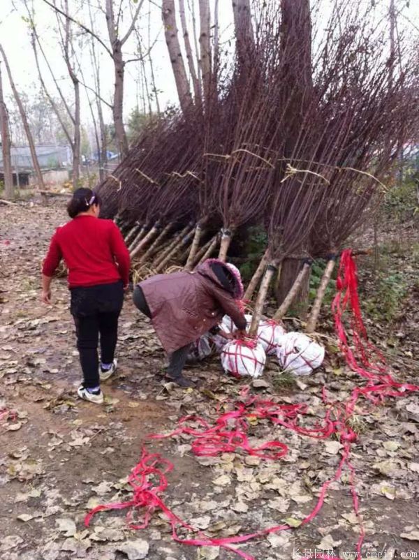 榆叶梅图片基地实拍