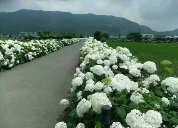 八仙花图片基地实拍