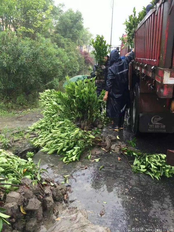 法国冬青图片基地实拍