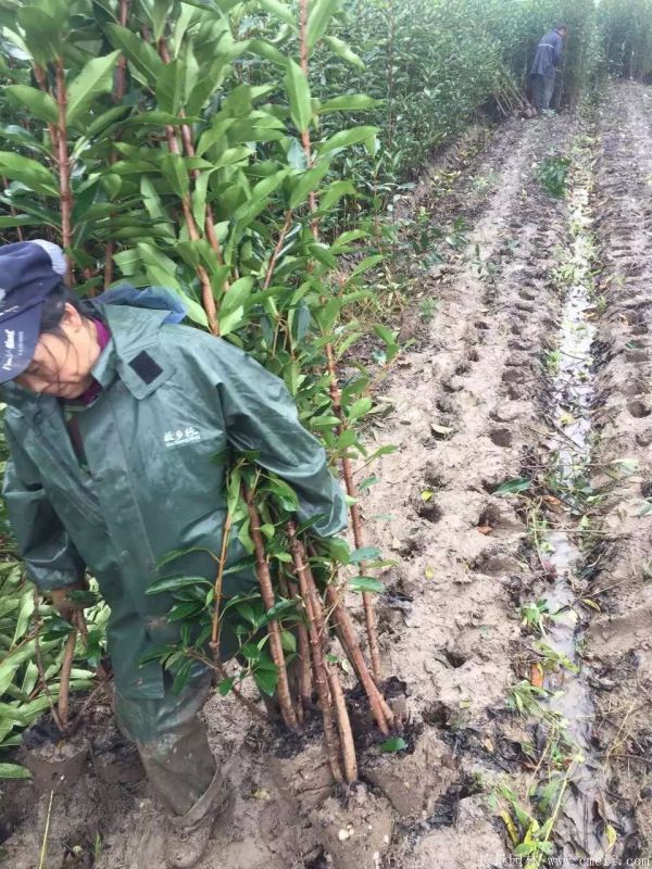 法国冬青图片基地实拍