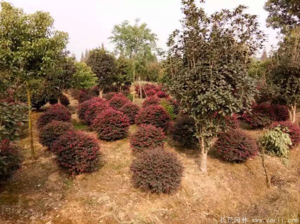 红花继木图片基地实拍