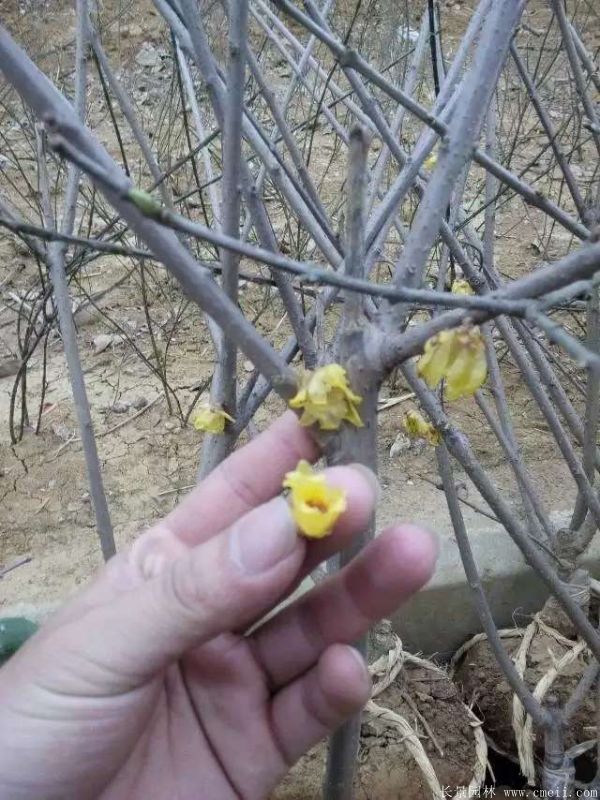 腊梅图片基地实拍