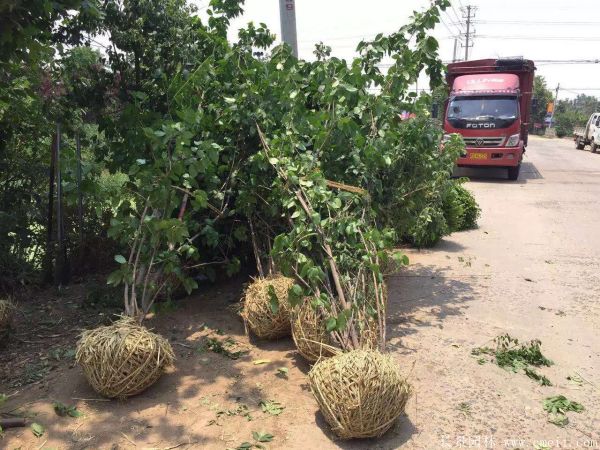 腊梅图片基地实拍