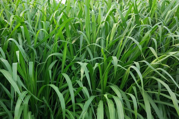 皇竹草种子图片