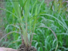贵州适合种植新型皇竹草 能耐多少度的低温