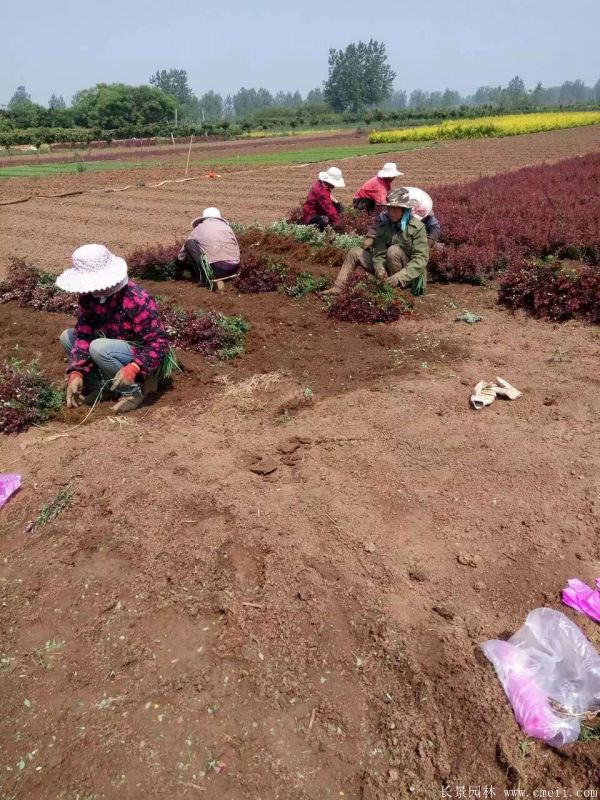 红叶小檗图片基地实拍