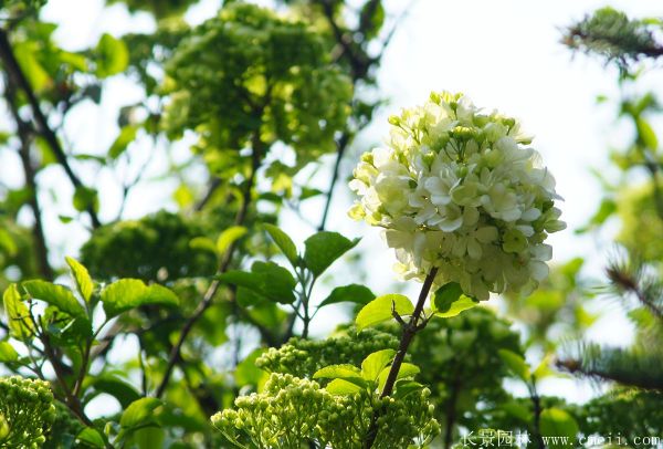 绣球花图片基地实拍 绣球花图片基地实拍