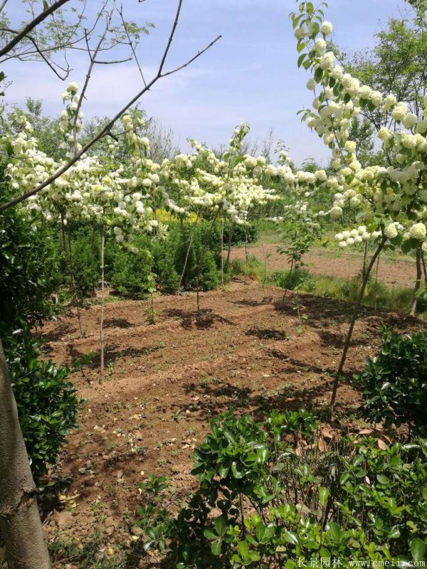 绣球花图片基地实拍