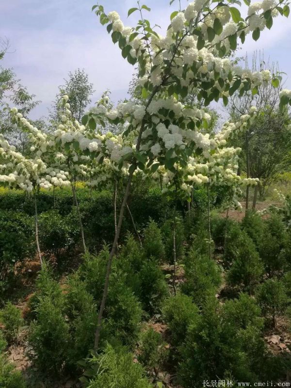 绣球花图片基地实拍