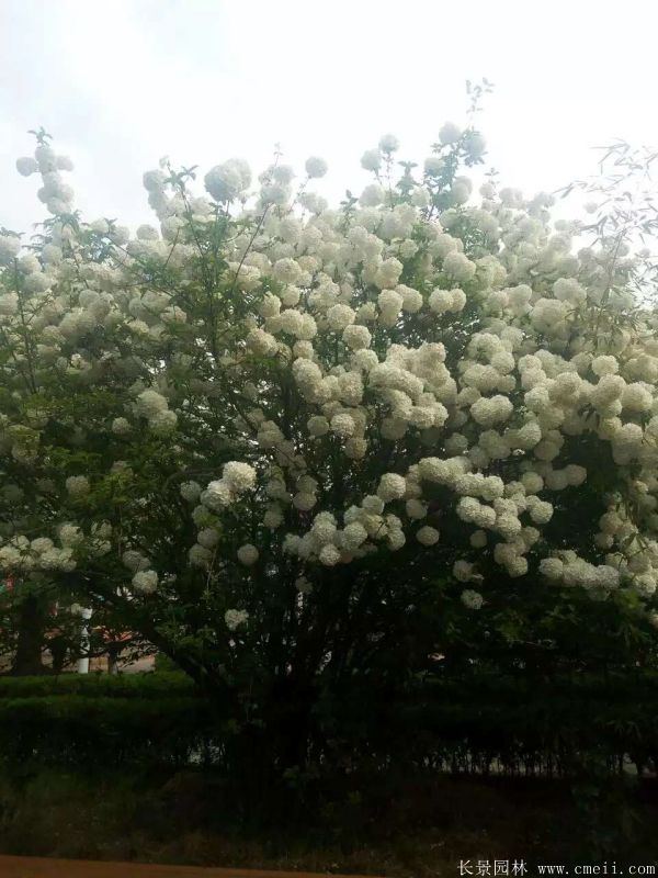 绣球花图片基地实拍