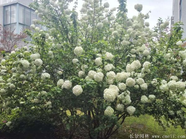 绣球花图片基地实拍