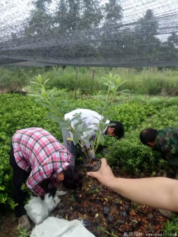 春鹃图片基地实拍