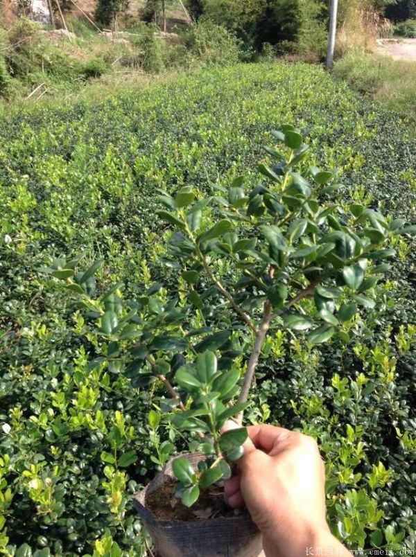 枸骨苗图片基地实拍 枸骨苗图片基地实拍