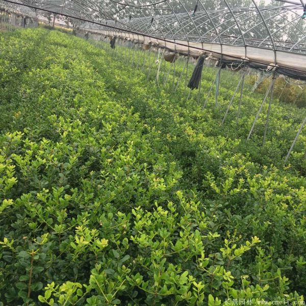 枸骨苗图片基地实拍 枸骨苗图片基地实拍