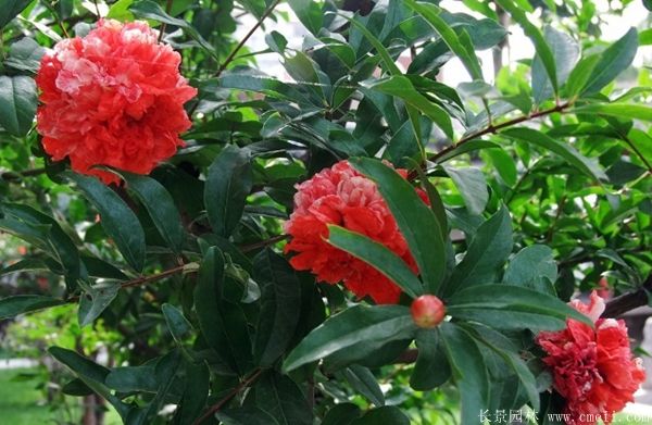 花石榴图片基地实拍