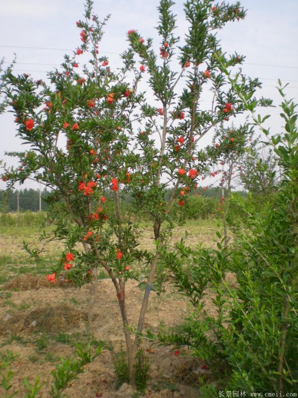 花石榴花价格是多少钱 供应信息 江苏沭阳长景园林苗木场