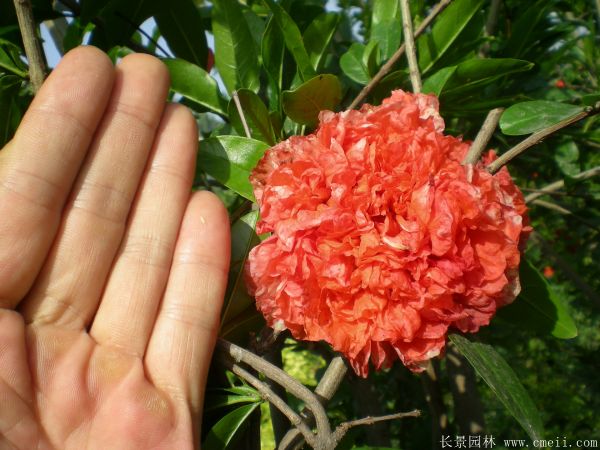 花石榴图片基地实拍