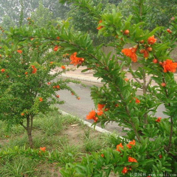 花石榴图片基地实拍