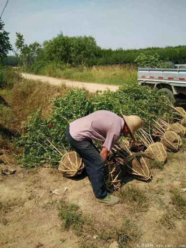 花石榴图片基地实拍