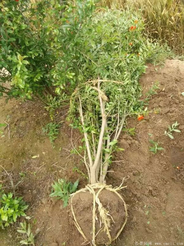 花石榴图片基地实拍