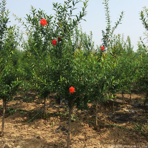 花石榴图片基地实拍