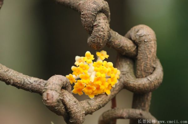 结香图片基地实拍